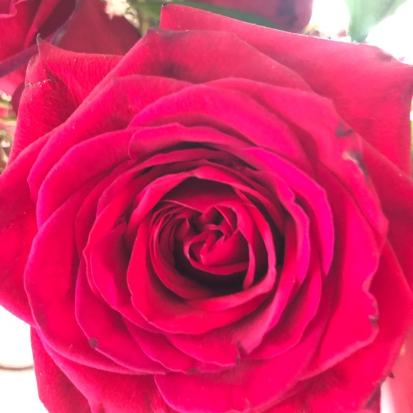 Meet your Posher, Amy - Picture 1 of 1